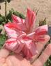 Festival Fanfare ® rose photo