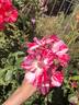 Festival Fanfare ® rose photo