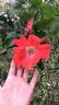 Festival Fanfare ® rose photo