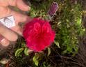 Sangria rose photo