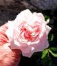 Awakening rose photo