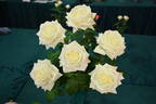 Tineke rose photo