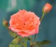 Hula Girl rose photo