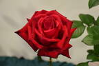 El Toro rose photo
