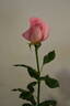 Let's Celebrate rose photo