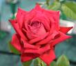 Karl Herbst rose photo