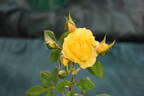 Golden Gardens rose photo