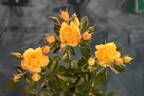 Golden Gardens rose photo