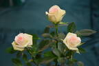 Irresistible rose photo
