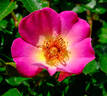 Violet Hour ™ rose photo