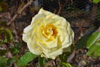 Golden Dawn, Cl. rose photo