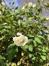 Mrs. Herbert Stevens, Cl. rose photo