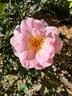 Magnolia Memories rose photo