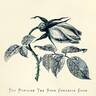 Cornelia Cook rose photo