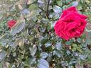 Le Grand Huit rose photo