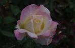 Garden Party rose photo