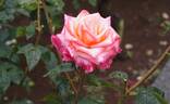 Frohsinn® '82 rose photo