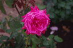 Isabel de Ortiz rose photo