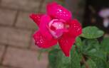 Isabel de Ortiz rose photo