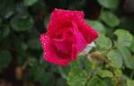 Americana rose photo