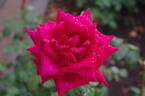 Americana rose photo
