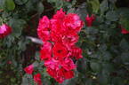 Sarabande, Cl. ® rose photo