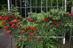 Orange Meillandina, Cl. rose photo