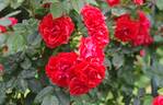 Orange Meillandina, Cl. rose photo