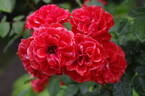 Orange Meillandina, Cl. rose photo
