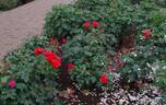 Chorus ® rose photo