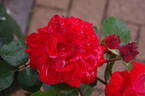 Chorus ® rose photo