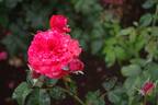 Fidélio rose photo