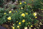 Anthony Meilland rose photo