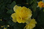 Anthony Meilland rose photo