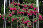 Hiawatha rose photo