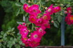 Hiawatha rose photo
