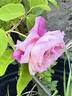Anna Jung rose photo