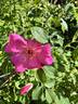 Flamingo rose photo