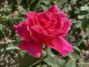 Hector Deane rose photo