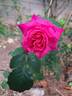 Belle au Bois Dormant rose photo
