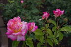 Asagumo rose photo