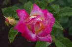 Asagumo rose photo