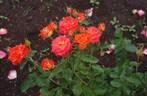 Esther Ofarim rose photo