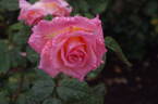 Summer Dream rose photo