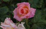 Summer Dream rose photo