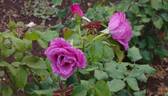 Moon Shadow ™ rose photo