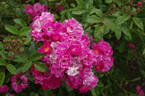 Orléans Rose rose photo