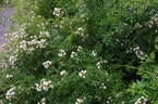 R. luciae rose photo
