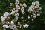 R. luciae rose photo