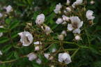 R. luciae rose photo